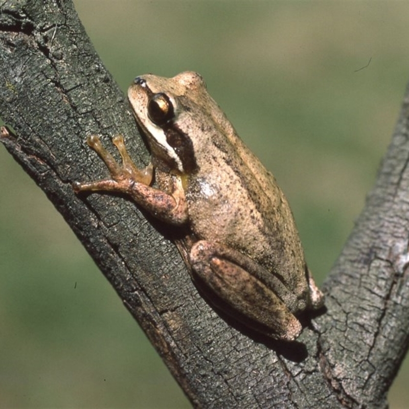 Litoria ewingii