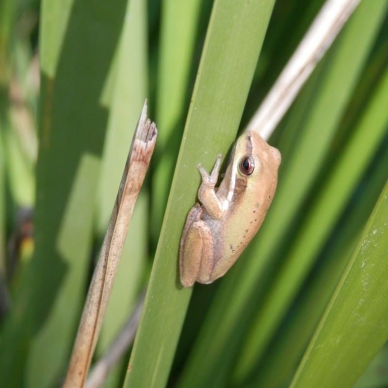 Litoria fallax