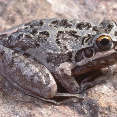 Litoria freycineti