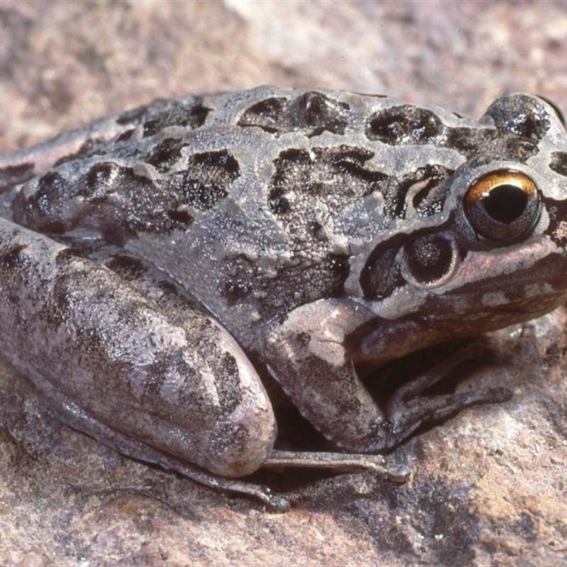 Litoria freycineti