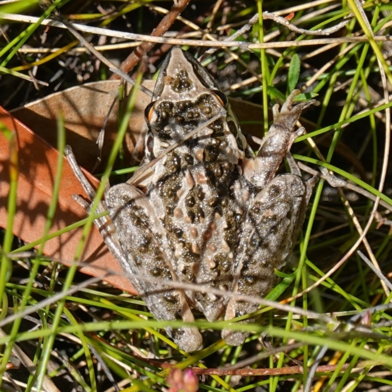 Litoria freycineti