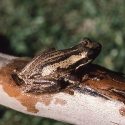 Litoria jervisiensis