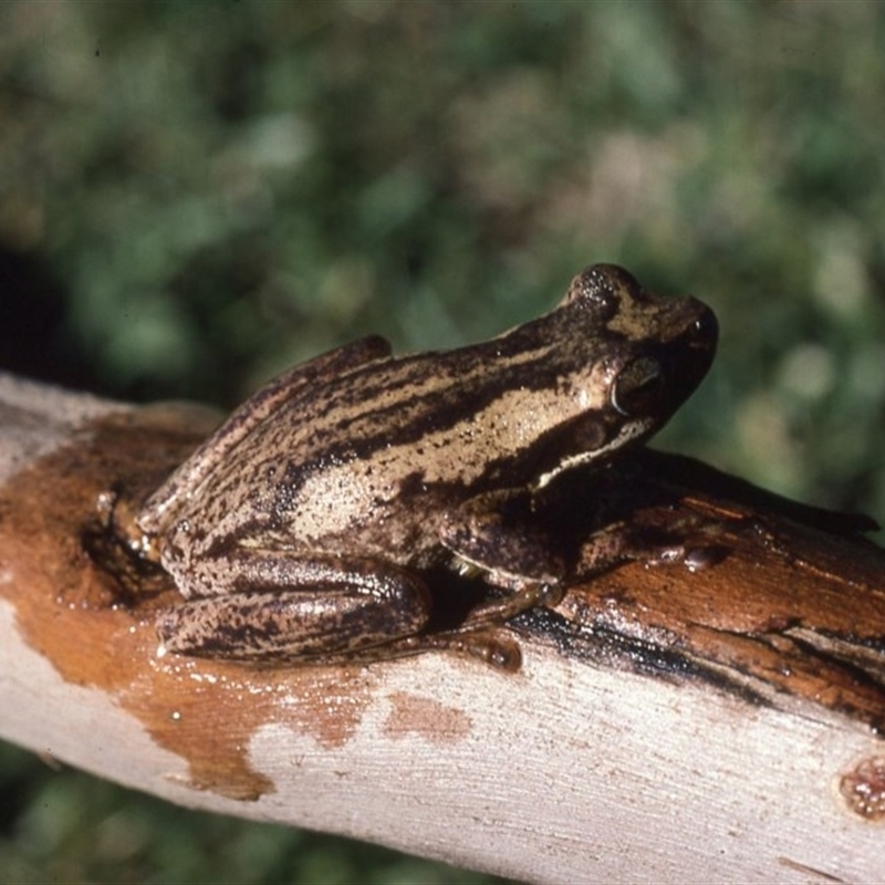 Litoria jervisiensis