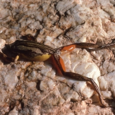 Litoria jervisiensis