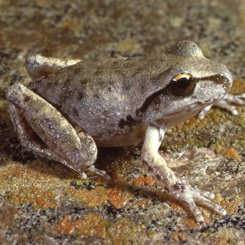 Litoria lesueuri