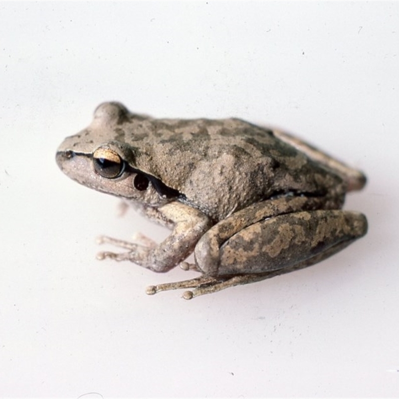 Litoria lesueuri