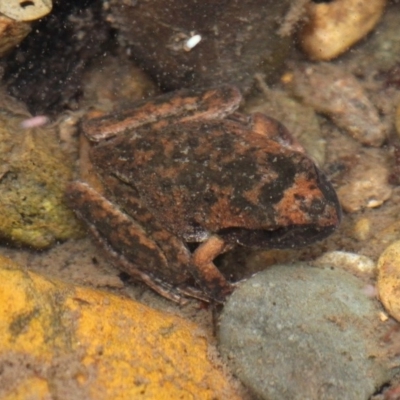 Litoria lesueuri