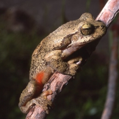 Litoria watsoni