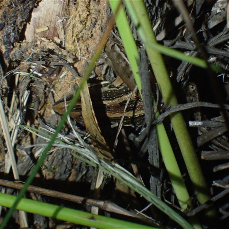 Litoria nasuta