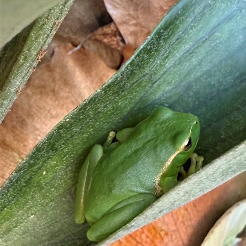 Litoria nudidigita