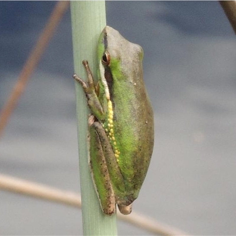 Litoria olongburensis