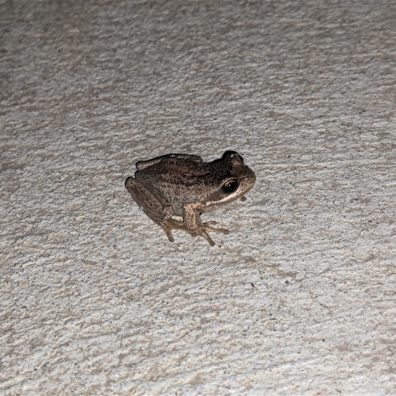 Litoria paraewingi