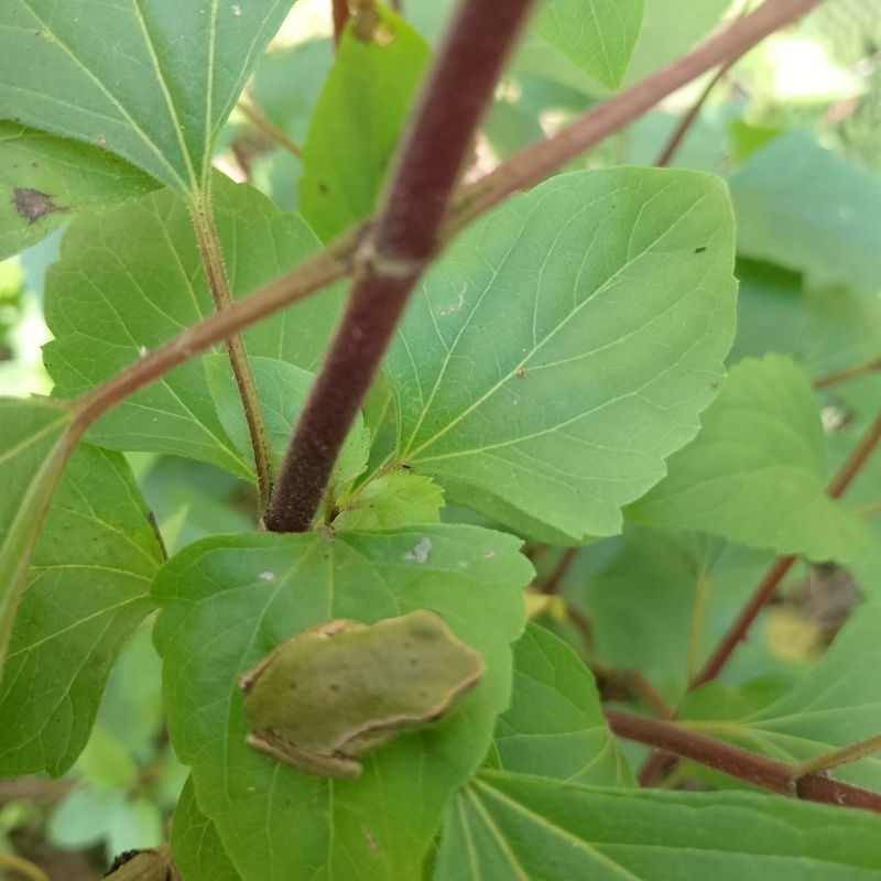 Litoria phyllochroa