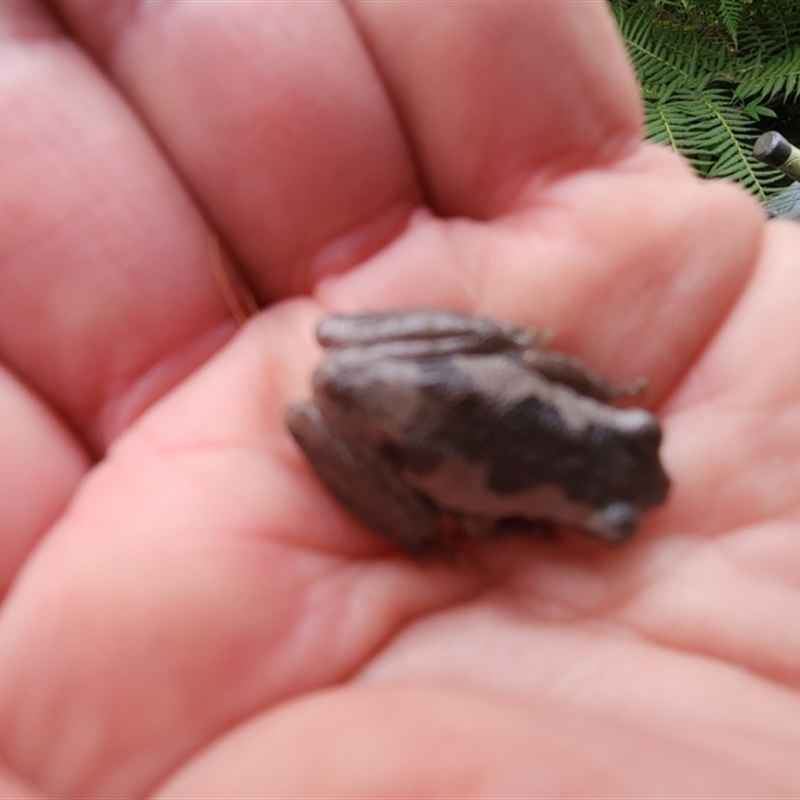 Litoria sp. (genus)