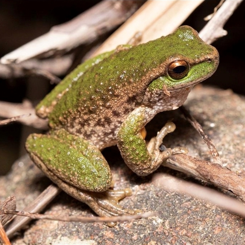 Litoria spenceri