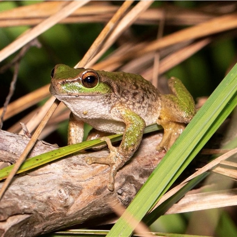 Litoria spenceri