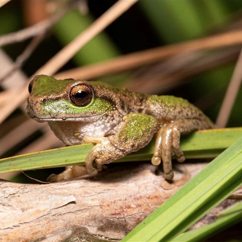 Litoria spenceri