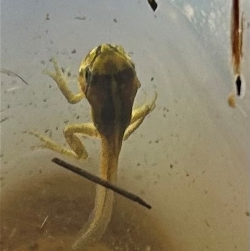 Litoria verreauxii verreauxii