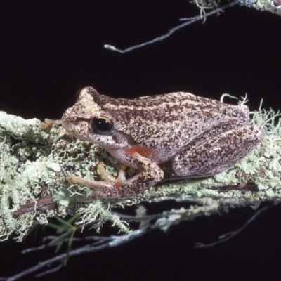 Litoria watsoni