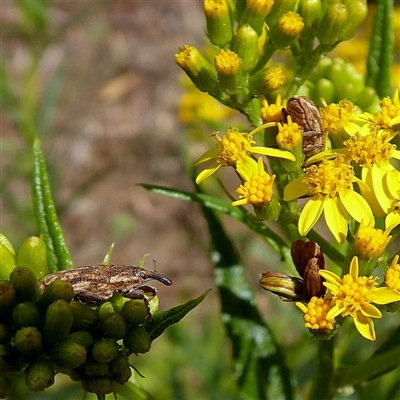 Lixus sp.