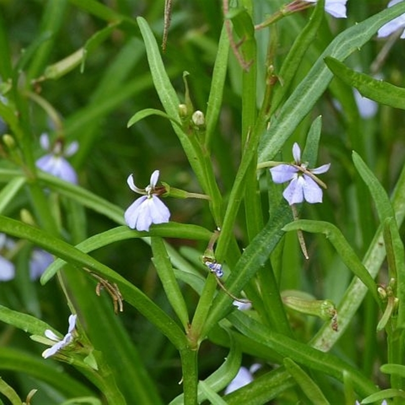 Lobelia anceps