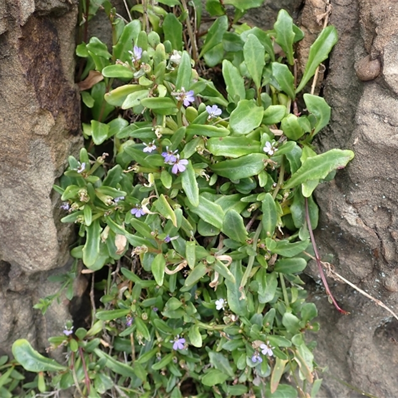 Lobelia anceps