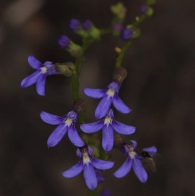 Lobelia browniana