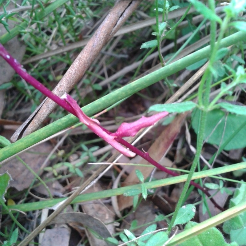 Lobelia dentata