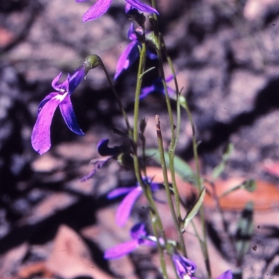 Lobelia gibbosa