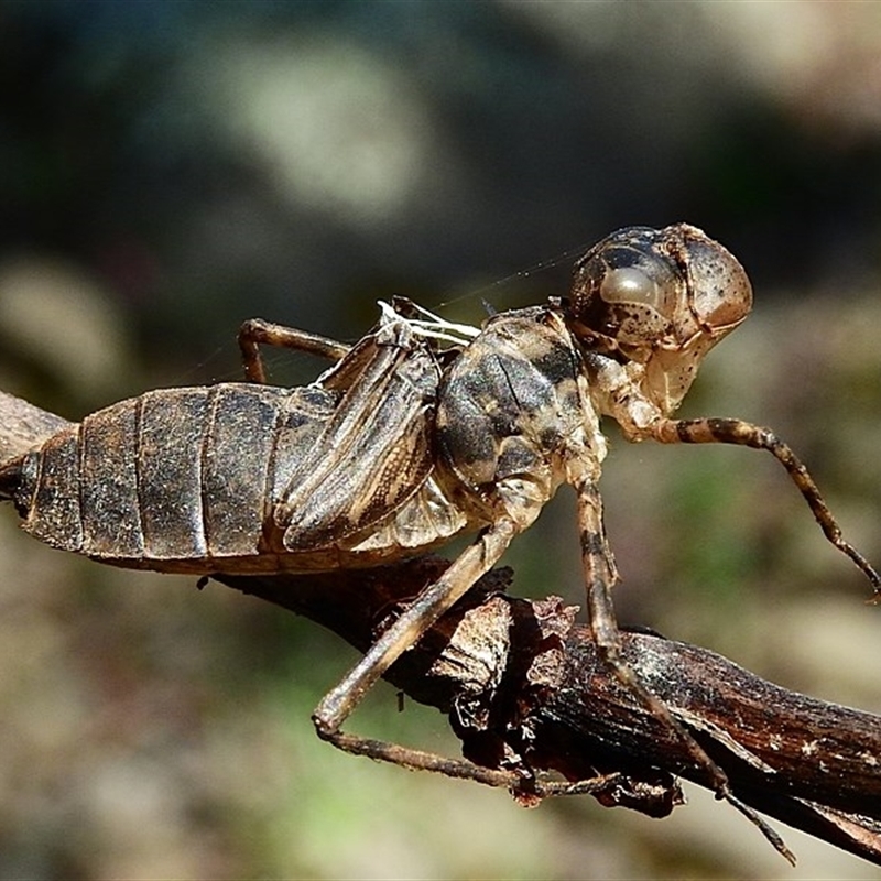 Anisoptera (suborder)