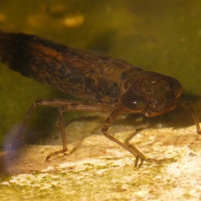 Anisoptera (suborder)