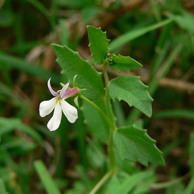 Lobelia purpurascens