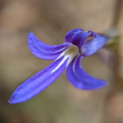 Lobelia simplicicaulis