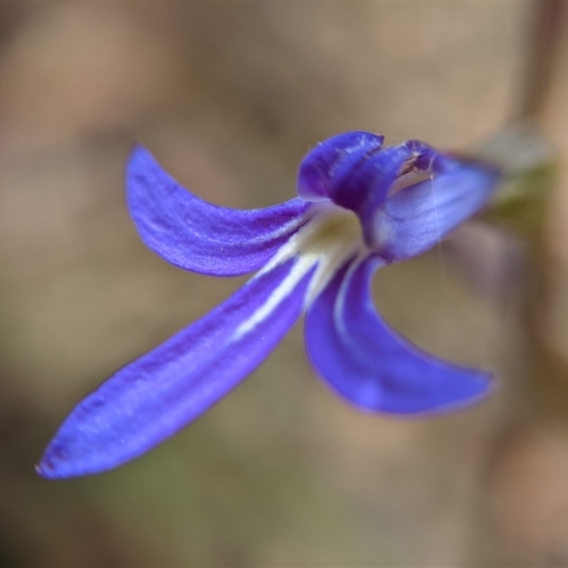 Lobelia simplicicaulis