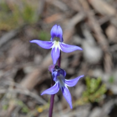 Lobelia dentata/gibbosa