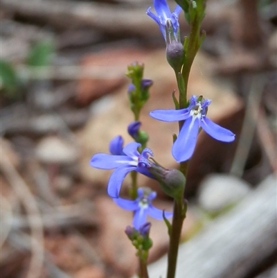 Lobelia dentata/gibbosa