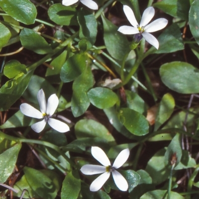 Lobelia surrepens