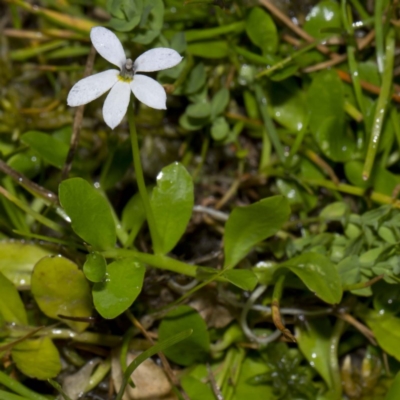 Lobelia surrepens