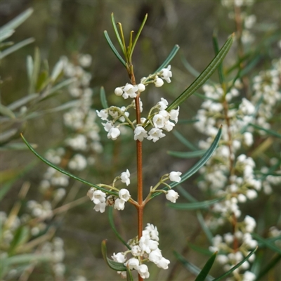 Logania albiflora