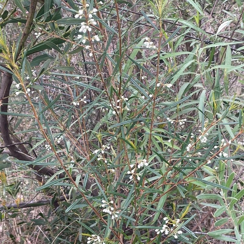 Logania albiflora