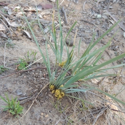 Lomandra bracteata