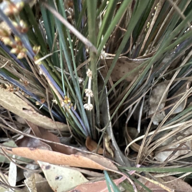 Lomandra confertifolia