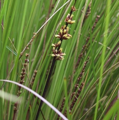 Lomandra confertifolia subsp. leptostachya