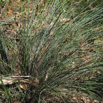 Lomandra confertifolia subsp. rubiginosa