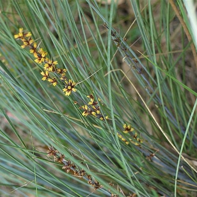 Lomandra confertifolia subsp. rubiginosa