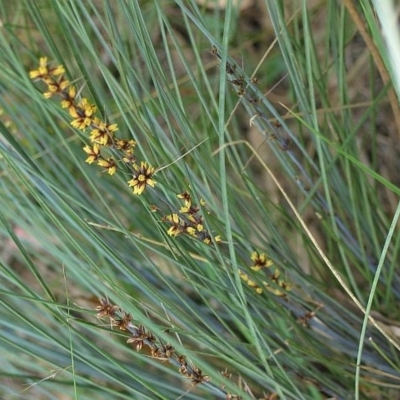 Lomandra confertifolia subsp. rubiginosa