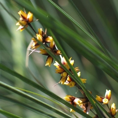 Lomandra confertifolia subsp. rubiginosa