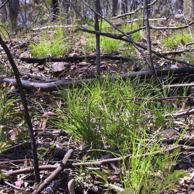 Lomandra confertifolia subsp. similis