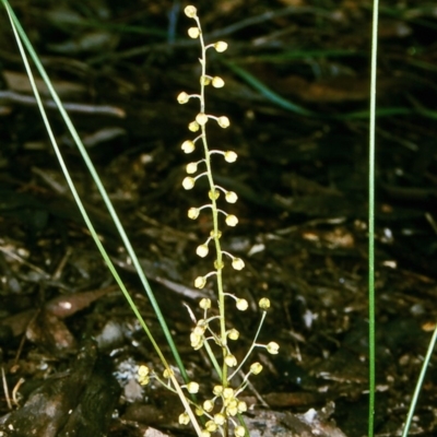 Lomandra cylindrica