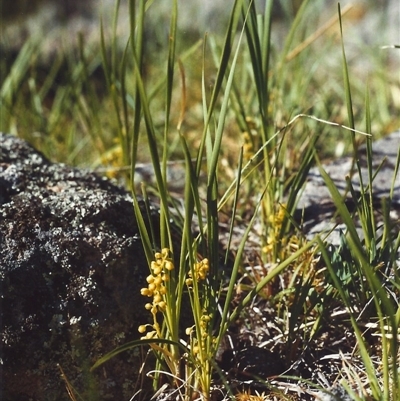 Lomandra filiformis